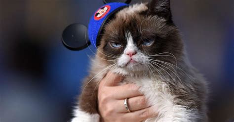 Meme Famous Grumpy Cat Has Passed Away Aged 7