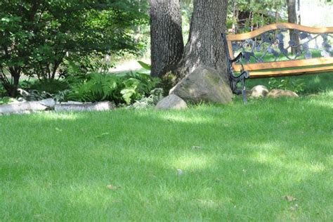 No Mow Grass Offers Alternative To High Cost High Maintenance Lawn