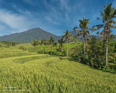 Jatiluwih Rice Terrace Unesco World Heritage Site Exploration Vacation