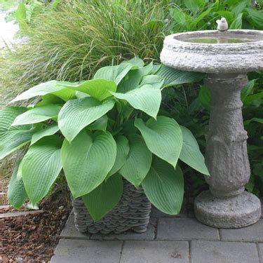 Hostas do well in partially shady areas, making them a great choice for planting under trees or near taller plants in your garden. Go Gardening - Helping New Zealand Grow - Garden ...