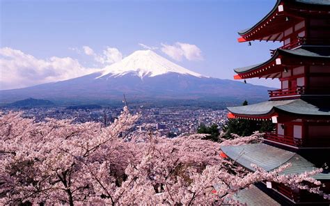 2560x1600 Blossoms Cherry Fuji Japan Mount Coolwallpapersme