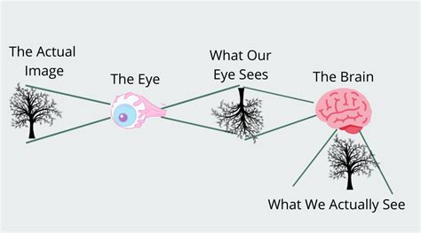 Human Eye Diagram How The Eye Work 15 Amazing Facts Of Eye