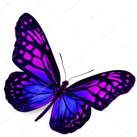 Purple Butterfly Stock Photo By ©thawats 41546429