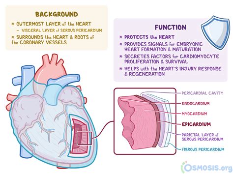 Epicardium What Is It Functions And More Osmosis