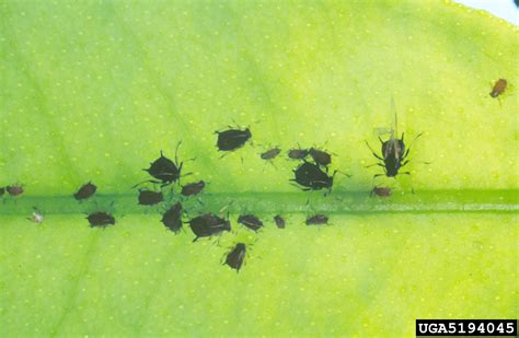 Brown Citrus Aphid Toxoptera Citricida