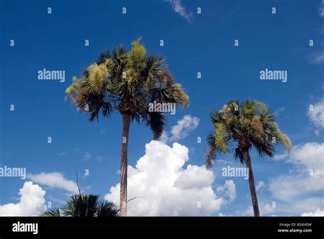Sabal Palm Trees Sabal Palmetto Florida Stock Photo Alamy