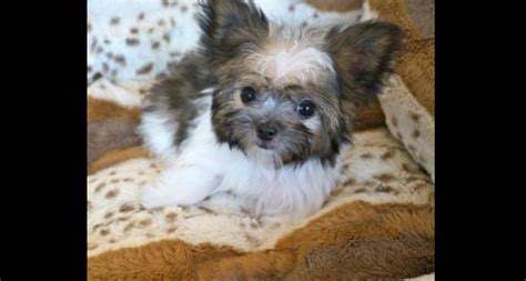 Prior to illinois being recognized as a state, it was known simply as the illinois territory, established february 3rd, 1809. Rare Gem Mi-Kis |Miki.com | Mi-Ki Puppies for Sale