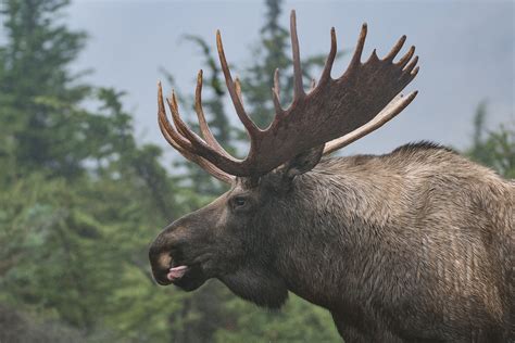 Moose In Mist Sean Crane Photography