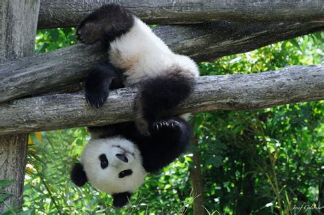 Can You Do That By Josef Gelernter On 500px Panda Bear Cute