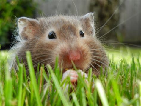 Cute Hamster Blog Archive Syrian Hamsters
