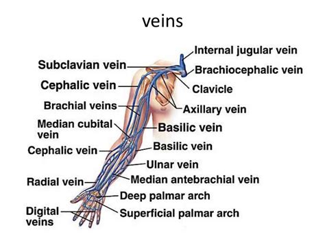 Arteries Diagram Upper Body Vascularization Of Upper Extremity