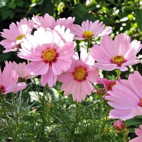 Cosmos Seeds Gloria Flower Seeds In Packets And Bulk Eden Brothers