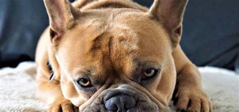 French Bulldog Health Issues You Need To Know About Bull Terrier Hq