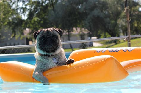 Pin By The Veterinary Cancer Center On Dogs Enjoying Summer Pugs