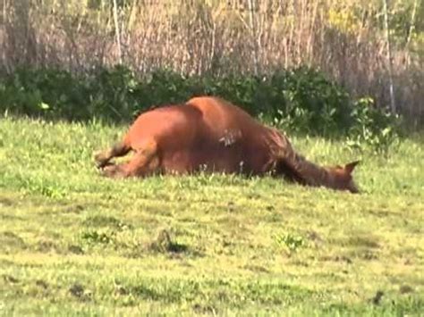 This can be because theyve had several foals before, or it may be because the mare has a hay belly that makes her abdomen look distended. Observing Pregnant Mare Horses in Pature- Crazy ? Answered ...