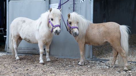 Jigger & pony embraces the classics, the recipes for which used to be listed in jiggers and ponies. Lipstick on pony: Group accused of terrorizing animals