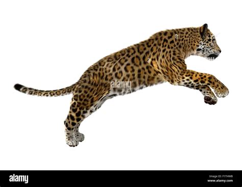 Jaguar Jumping Hi Res Stock Photography And Images Alamy