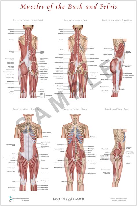 Abdominal muscle anatomy pictures of abdominal muscles. Muscles of the Back and Pelvis 24" x 36" Premium Poster ...