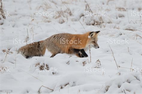Red Fox Hunting Mice And Voles Under Snow Stock Photo Download Image