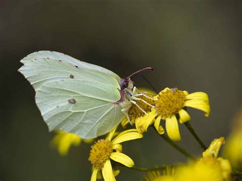 The Brimstone Butterfly Identification And Favoured Plants Saga