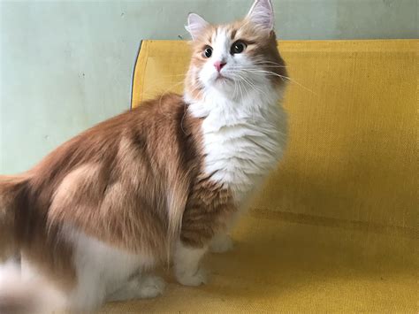 Cats For Adoption Siberian Cats