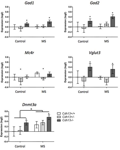 Relative Expressions Of Gad1 Gad2 Dnmt3a Vglut3 And Mc4r In The