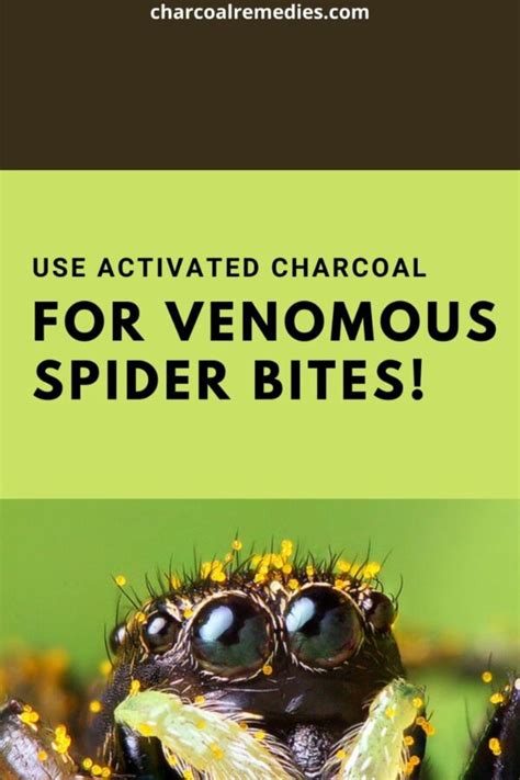 Amazing Brown Recluse Spider Bite Remedy Charcoal Remedies