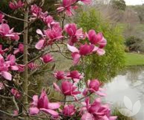 Magnolia X Soulangeana Vulcan Vulcan Magnolia Deciduous Trees