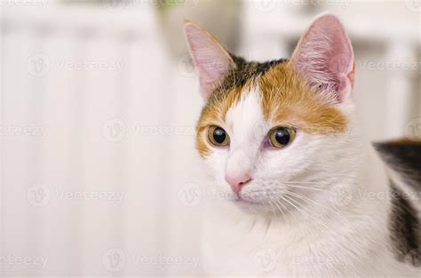 Tricolor Cat Looks Into The Distance Pet 3154303 Stock Photo At Vecteezy