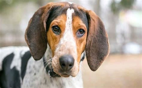 American English Coonhound Temperament And Personality Intelligent