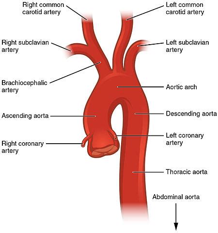 Subclavian Arteries The Lecturio Medical Online Library