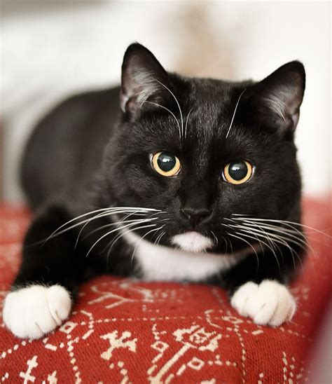 Selective Focus Photography Tuxedo Cat Domestic Cat Animal Shelter