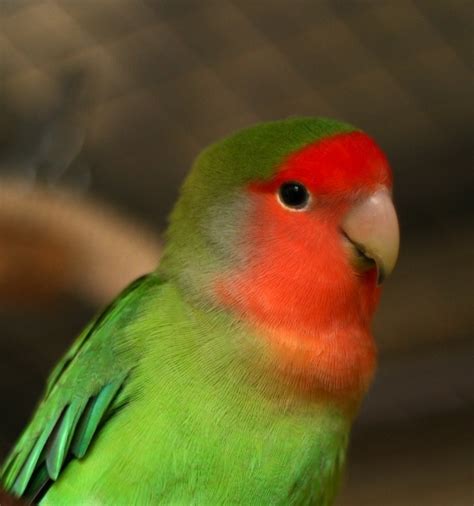African Love Bird For Sale At Best Price Mumbai 9833898901 For Sale