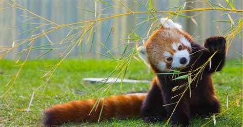 Red Panda Exhibit Coming To Wnc Nature Center Gets Nonprofit Funding