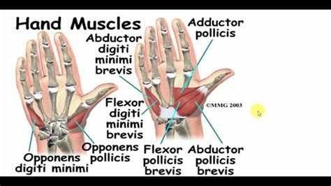 Learn this topic now at kenhub. ANATOMY LECTURES , Hand , HAND MUSCLES - YouTube