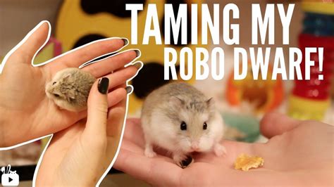 Taming My Roborovski Hamster Youtube Roborovski Hamster Dwarf