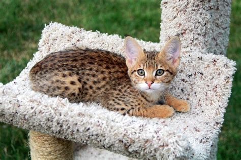 How Much Does A Savannah Cat Cost 2023 Price Guide