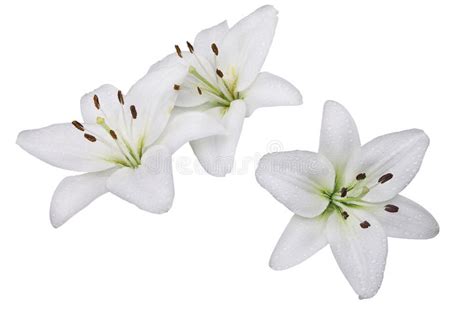 108420 White Lily Green Photos Free And Royalty Free Stock Photos From