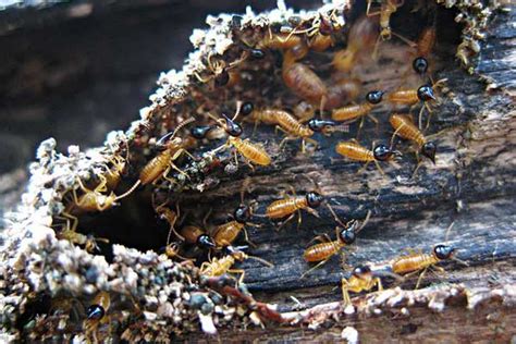 How To Kill Termites In A Tree Stump