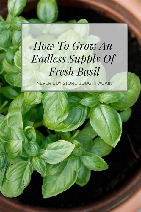 The Ultimate Guide To Growing Caring For Basil Plants For Endless