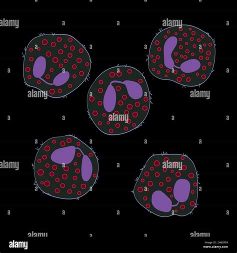 Innate Immune System Eosinophils Cells Vector Illustration Stock