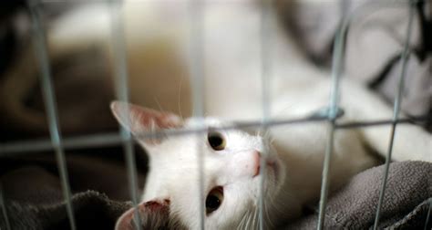 This is not the case. The Complete Guide to Using Colloidal Silver for Cats (2020)