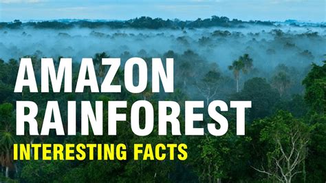 You Wont Believe Amazing Facts About Amazon Forest Mach Lohar