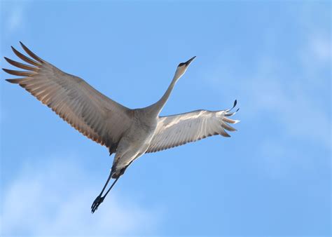 Crane Bird In Flight Bing Images Графическое искусство Кот Искусство