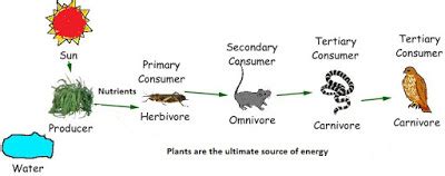 Whereas, the food web is a complex interconnection of the food web. NCERT Solutions for Class 7th: Ch 1 Nutrition in Plants ...