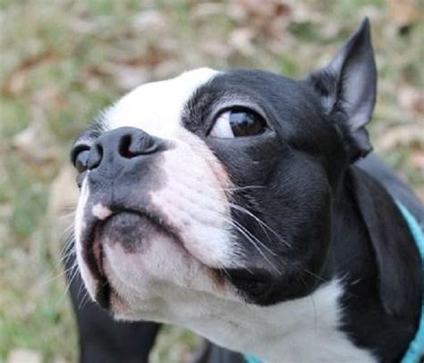 20 Best Boston Terrier Memes Of All Time Funny Animal Memes Funny