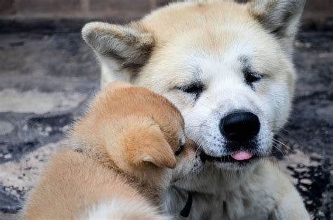 Akita Inu Cuidados Comportamiento Y Características