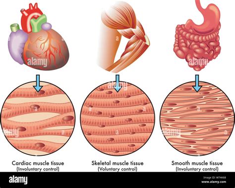 Tipos De Tejido Muscular Del Vector De Diagrama Del Cuerpo Humano Ai