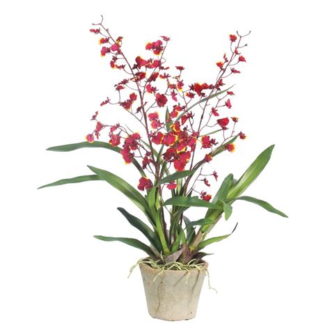 August Grove Oncidium Orchids Floral Arrangement In Pot Wayfair