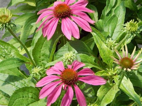 Living well starts with saving well. Pow Wow Berry Echinacea | Echinacea, Plants, Perennials